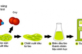 Sản xuất nhiên liệu sinh học